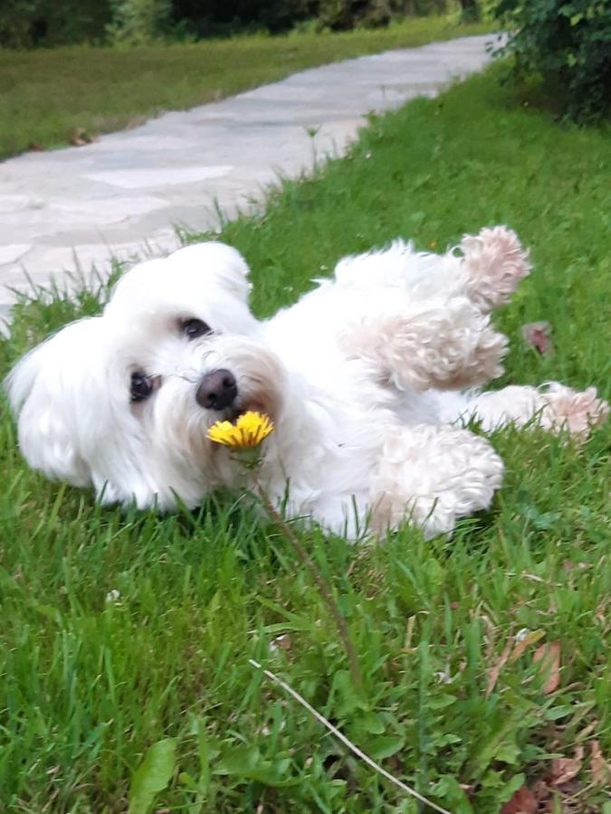 Hugoren Egoitza Zubialde Bagian luar foto